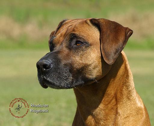 Rhodesian Ridgeback 9P017D-075.JPG